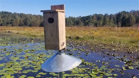 predator guard for wood duck box